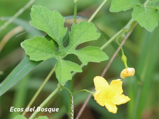 Momordica charantia (Sorosí)