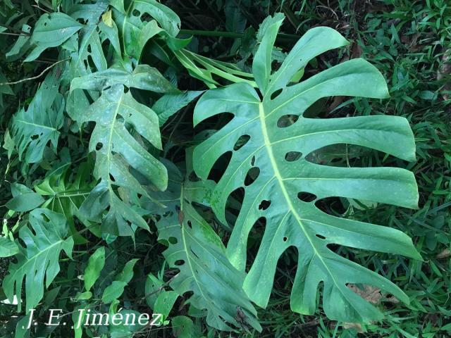 Monstera deliciosa