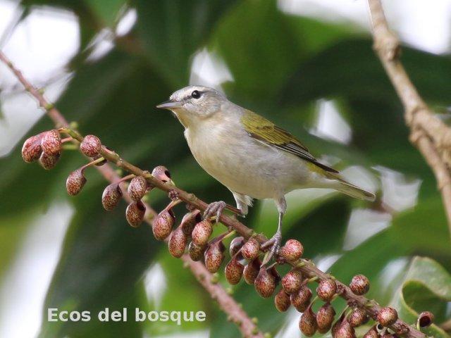 Oreothlypis peregrina