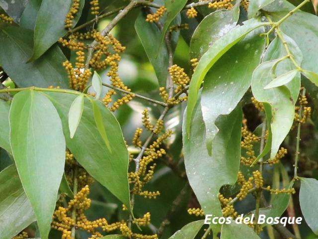 Oryctanthus callicarpus