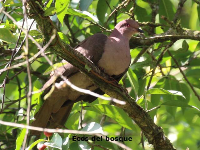Patagioenas nigrirostris