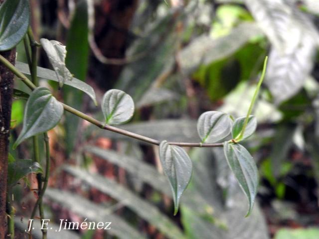 Peperomia portobellensis