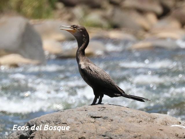 Phalacrocorax brasilianus