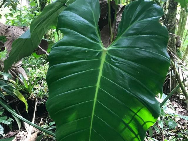 Philodendron dodsonii