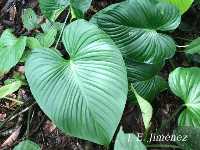 Philodendron grandipes