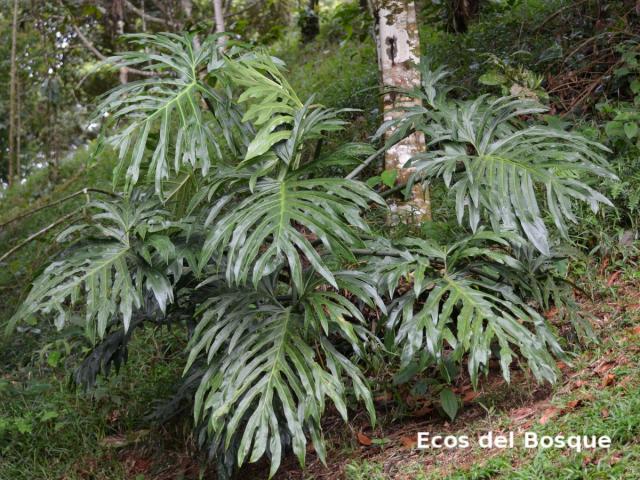 Philodendron radiatum