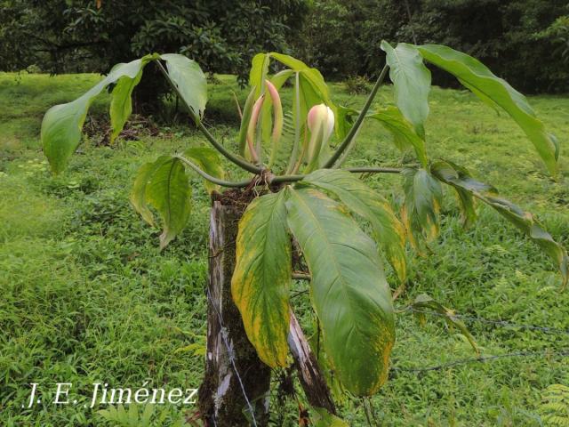 Philodendron tripartitum