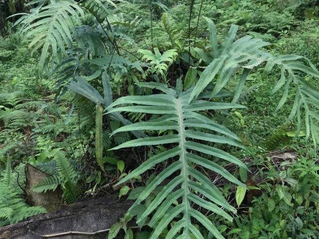 Phlebodium pseudoaureum