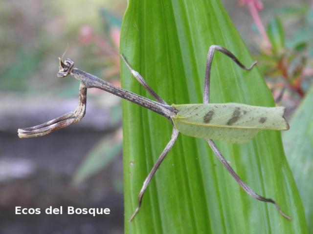 Phyllovates chloraphaea