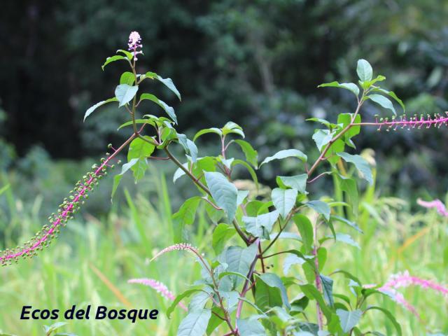 Phytolacca rivinoides