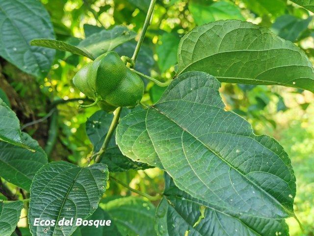 Plukenetia volubilis