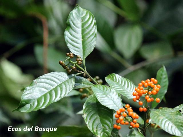 Psychotria racemosa