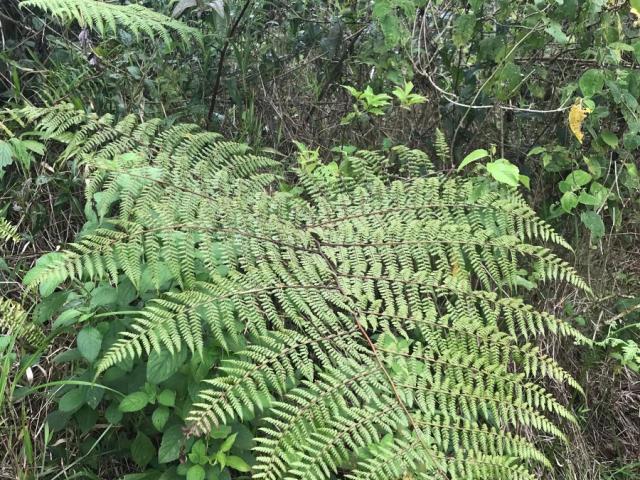Pteridium arachnoideum