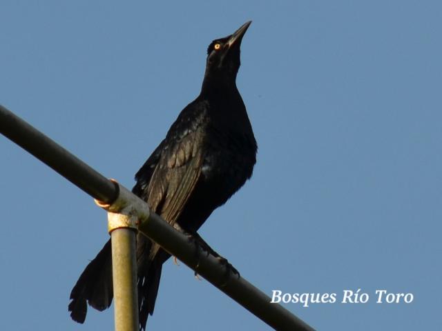 Quiscalus mexicanus