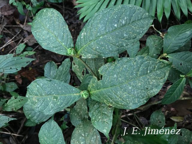 Rudgea cornifolia