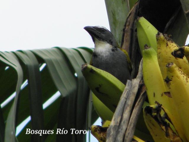 Saltator atriceps