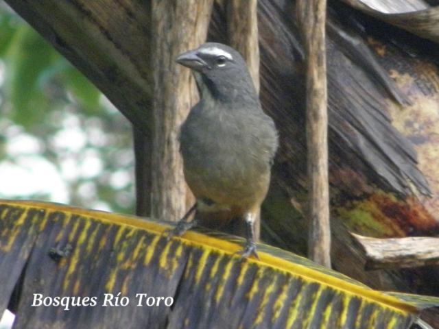 Saltator coerulescens