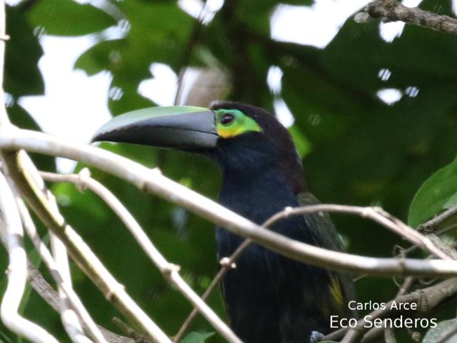 Selenidera spectabilis