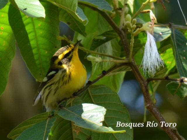 Setophaga fusca