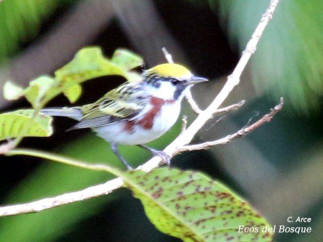 Setophaga pensylvanica (Reinita de costillas castañas)