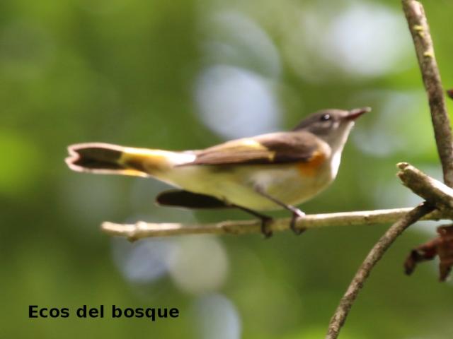 Setophaga ruticilla