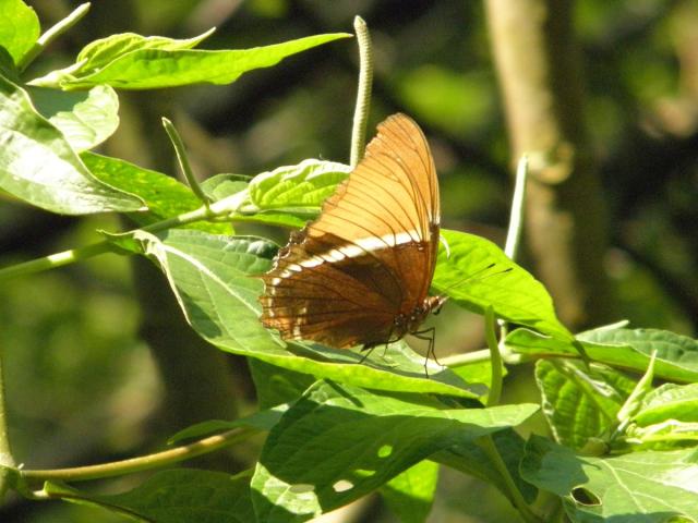 Siproeta epaphus epaphus
