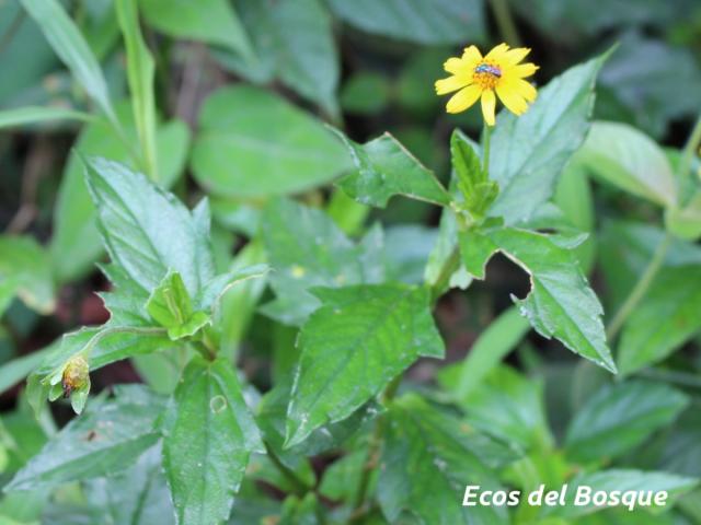 Sphagneticola trilobata