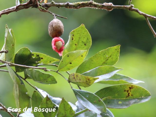 Swartzia nicaraguensis