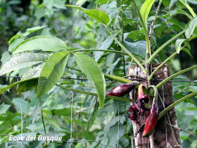 Syngonium triphyllum