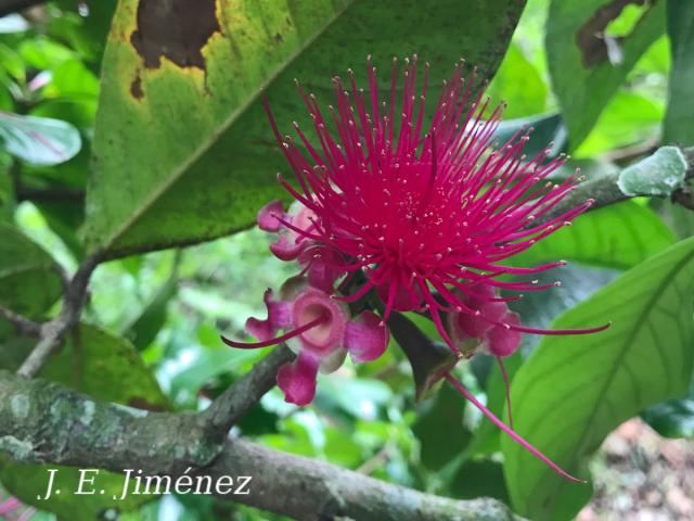 Syzygium malaccense
