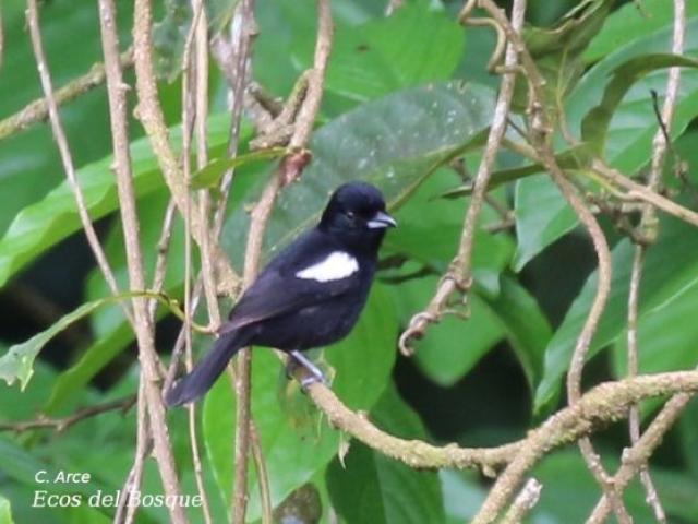 Tachyphonus luctuosus