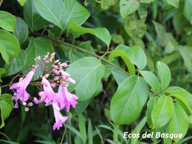 Tanaecium pyramidatum