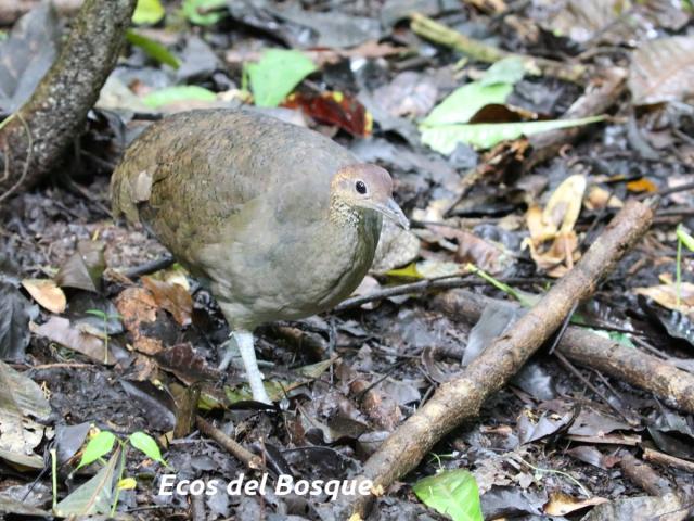 Tinamus major (Tinamú grande)