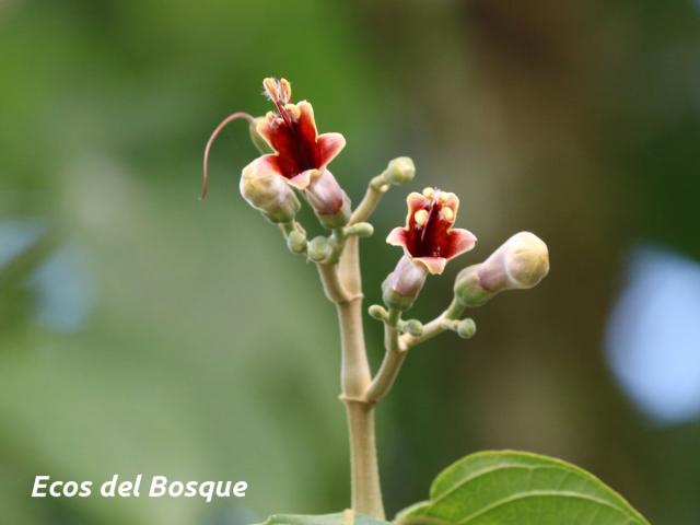 Trichanthera gigantea