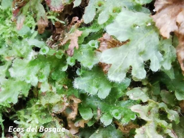 Trichomanes polypodioides
