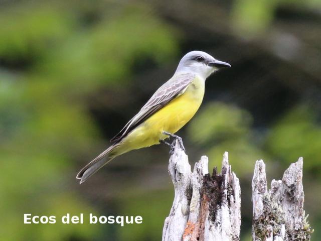 Tyrannus melancholicus