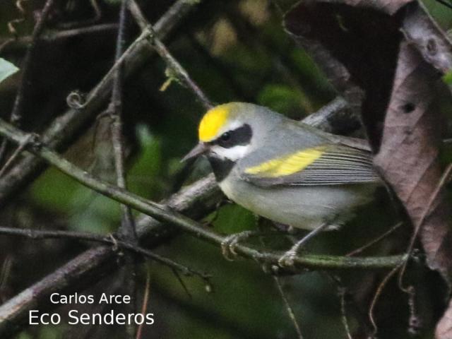 Vermivora chrysoptera 