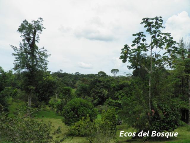 Vista de área boscosa de la finca Vista de área boscosa de la finca
