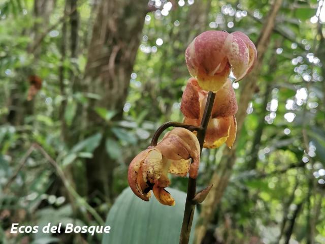Warrea costaricensis