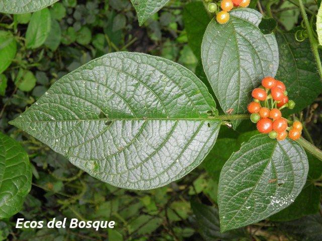 Witheringia meiantha