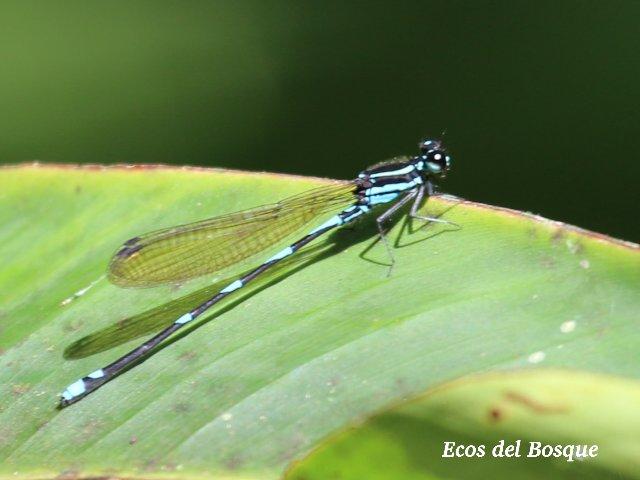Argia gaumeri, macho