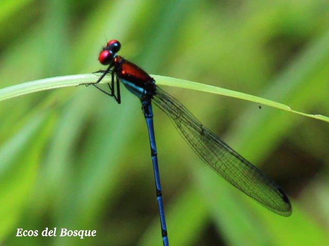 Argia oenea (Azulilla de arroyo de ojos rojos)