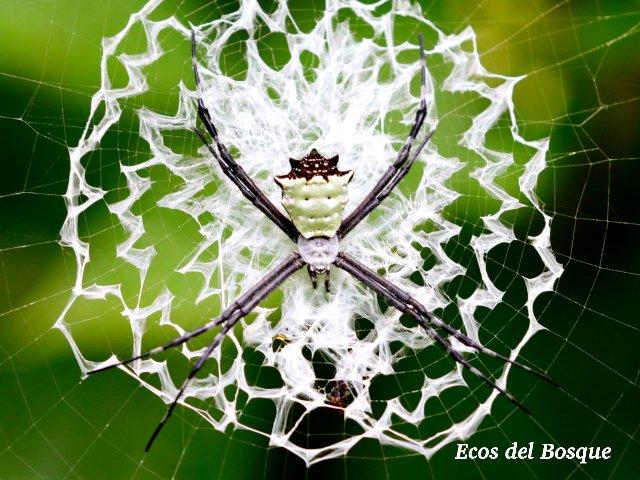 Argiope savignyi