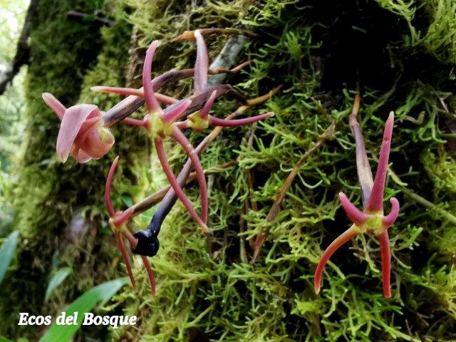 Cryptocentrum latifolium