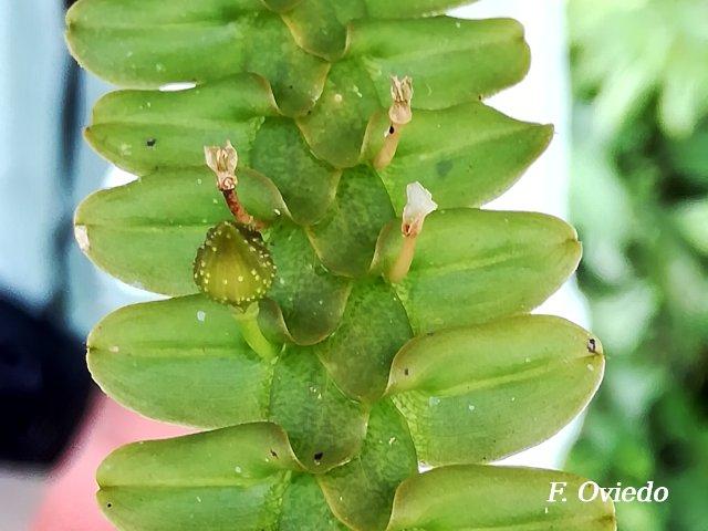 Dichaea cryptarrhena