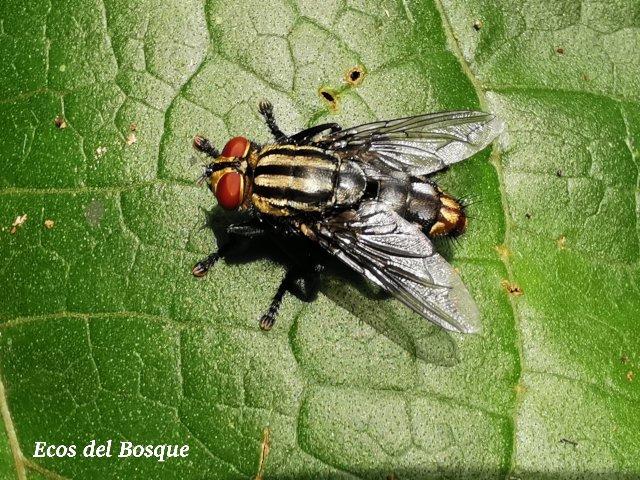 Mosca de la carne