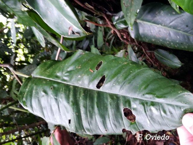 Philodendron inaequilaterum