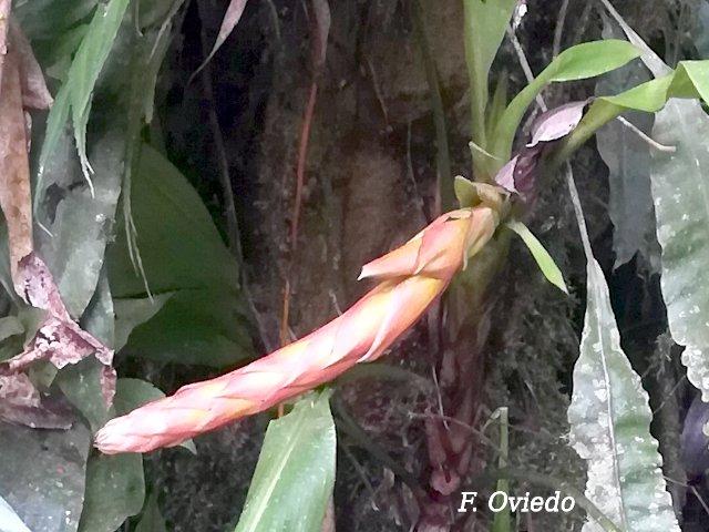 Pitcairnia arcuata