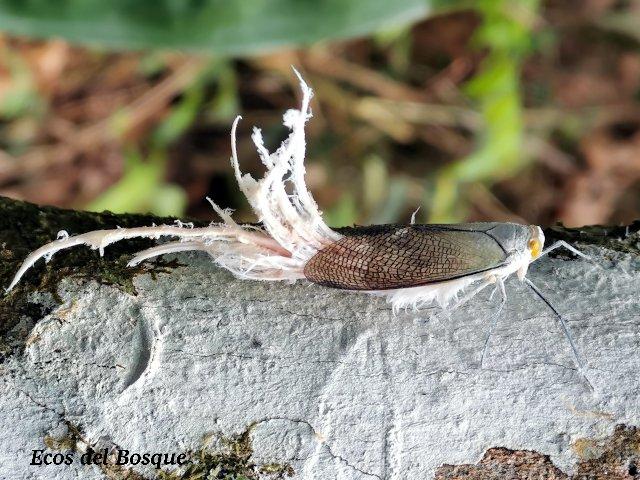 Pterodictya reticularis