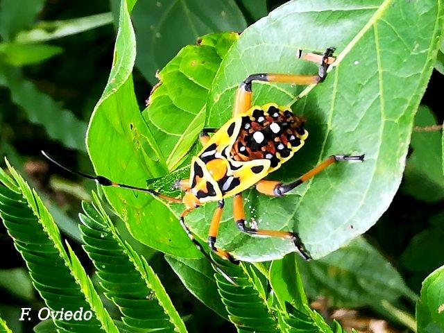 Thasus acutangulus (Chinche)